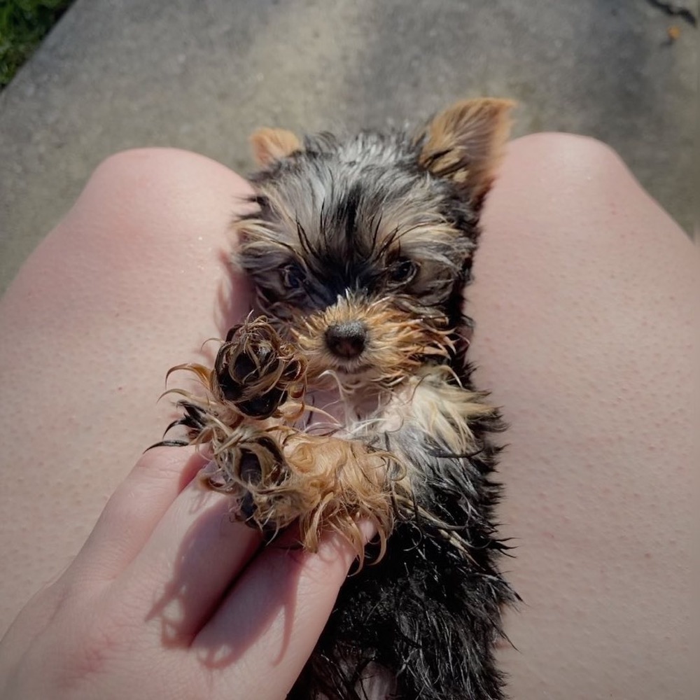 Jim, Yorkshire Terrier puppy