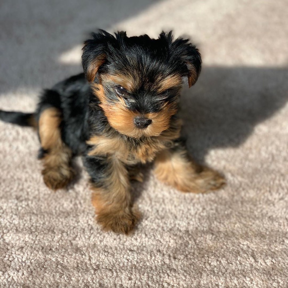 Loki, Yorkshire Terrier puppy