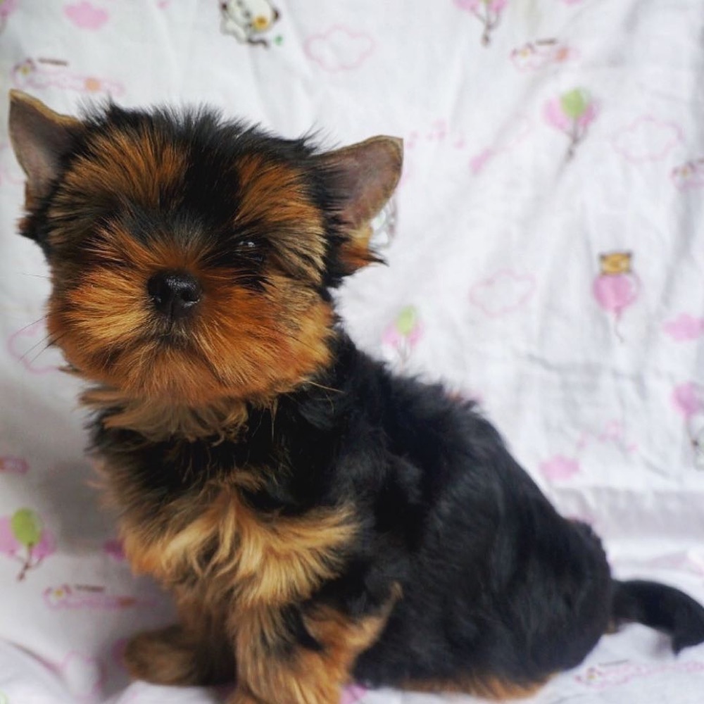 Mickey, Yorkshire Terrier puppy