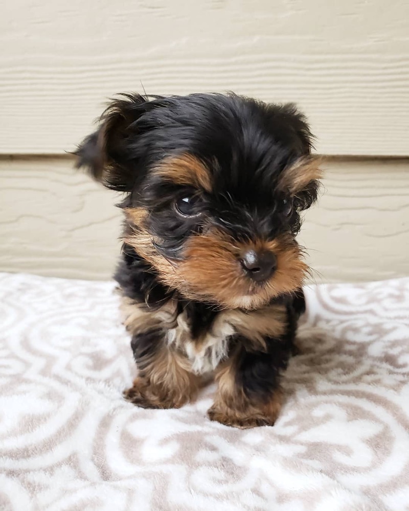 Milo, Yorkshire Terrier puppy