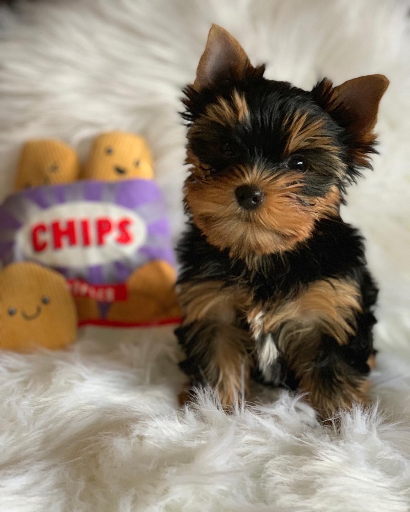 Potto, Yorkshire Terrier puppy